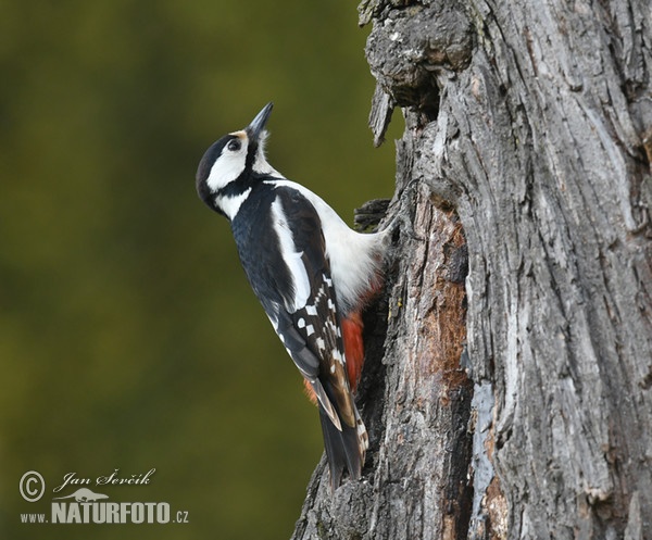 Ďateľ veľký (Dendrocopos major)