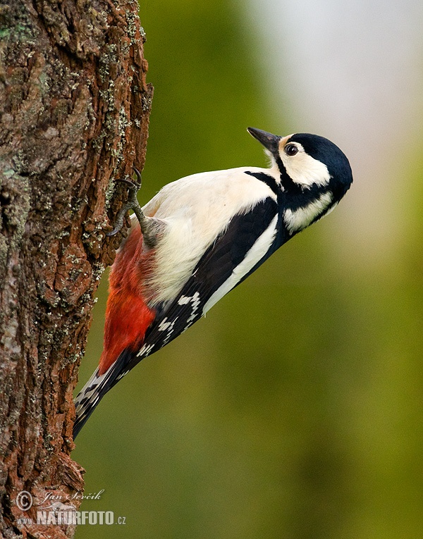 Ďateľ veľký (Dendrocopos major)