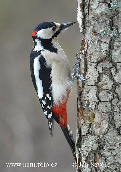 Ďateľ veľký (Dendrocopos major)