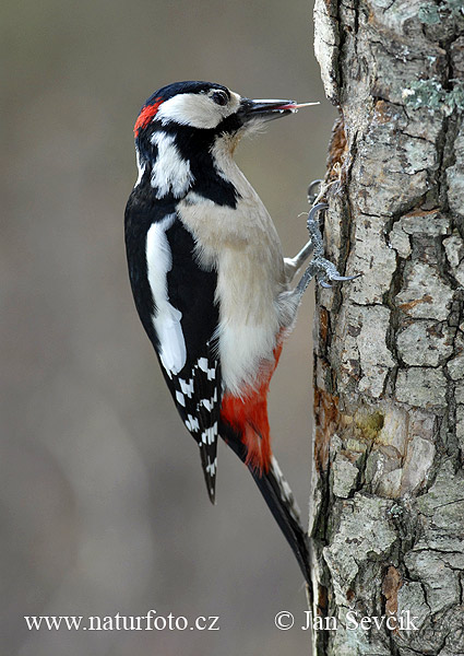 Ďateľ veľký (Dendrocopos major)