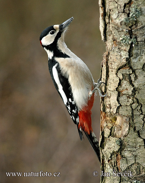 Ďateľ veľký (Dendrocopos major)