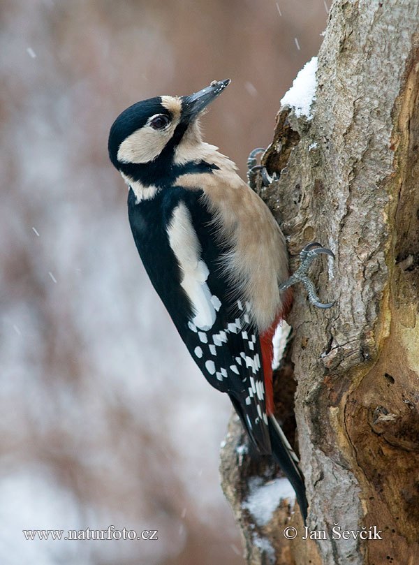 Ďateľ veľký (Dendrocopos major)