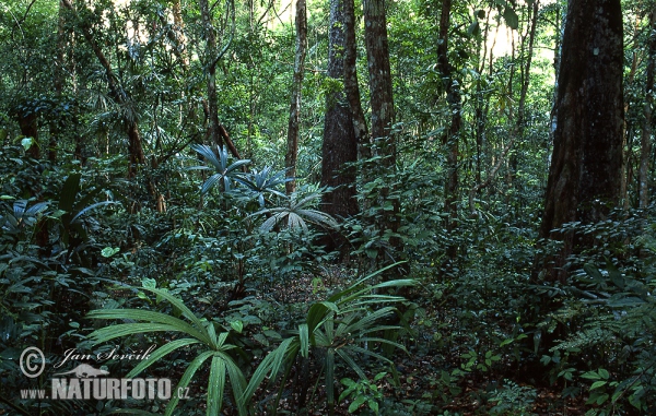 Deštný les Petén Tikal (GCA)
