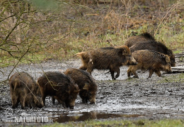 Diviak lesný (Sus scrofa)