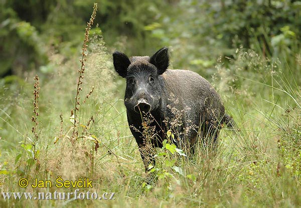 Diviak lesný (Sus scrofa)