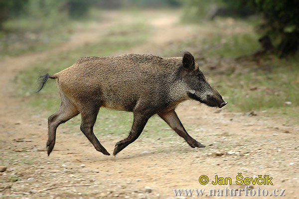 Diviak lesný (Sus scrofa)