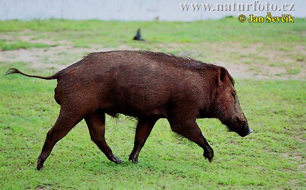 Diviak lesný (Sus scrofa)