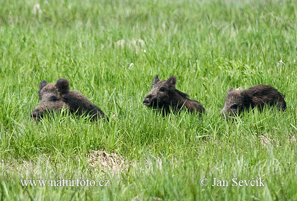 Diviak lesný (Sus scrofa)