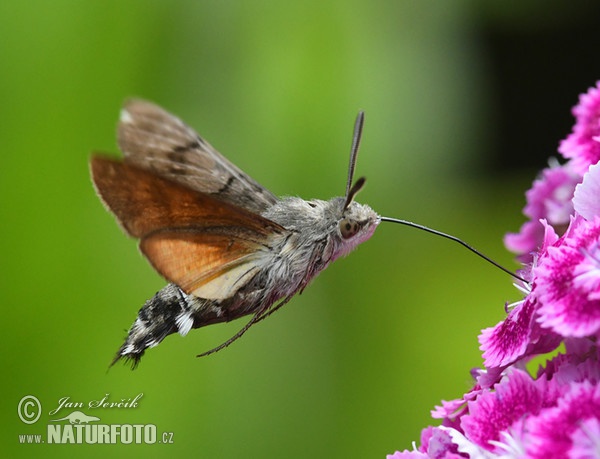 Dlouhozobka svízelová (Macroglossum stellatarum)