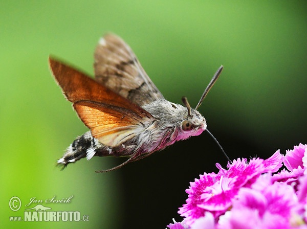 Dlouhozobka svízelová (Macroglossum stellatarum)