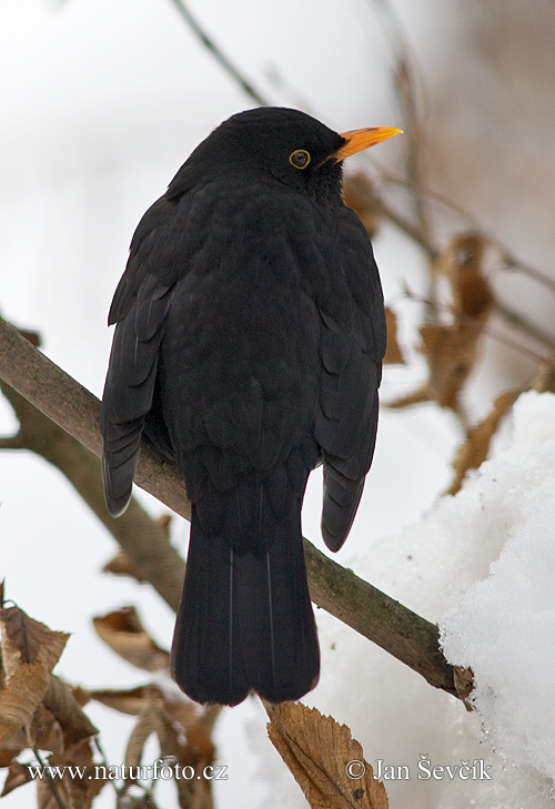 Drozd čierny (Turdus merula)