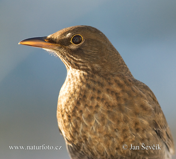 Drozd čierny (Turdus merula)