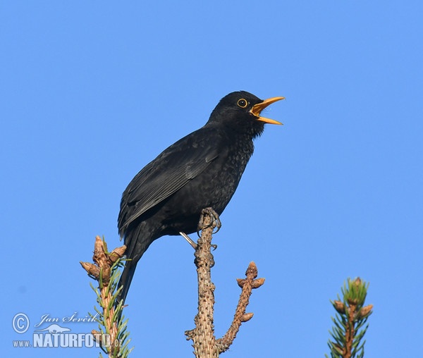 Drozd čierny (Turdus merula)