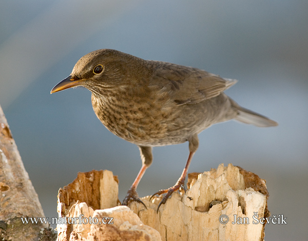 Drozd čierny (Turdus merula)