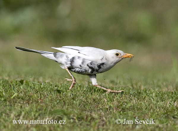 Drozd čierny (Turdus merula)