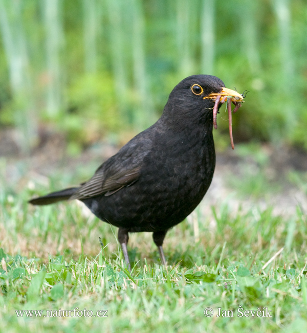 Drozd čierny (Turdus merula)