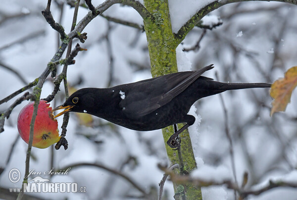 Drozd čierny (Turdus merula)