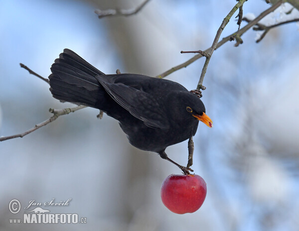 Drozd čierny (Turdus merula)