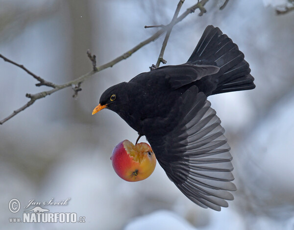 Drozd čierny (Turdus merula)