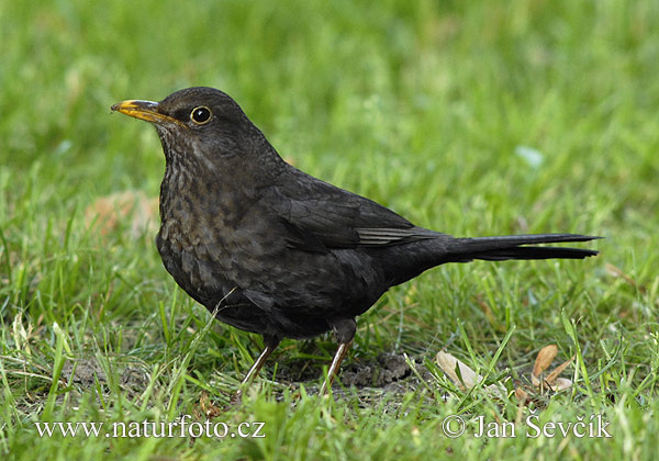 Drozd čierny (Turdus merula)