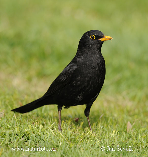 Drozd čierny (Turdus merula)