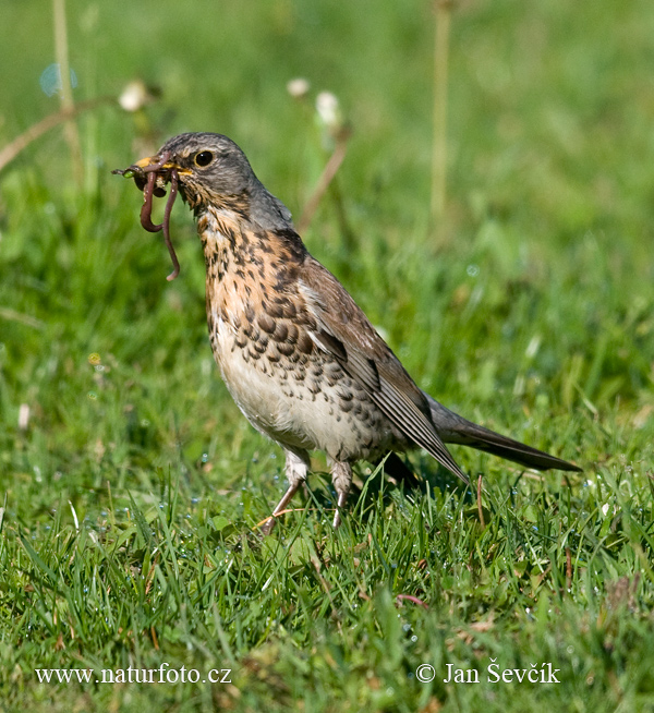 Drozd čvíkotavý (Turdus pilaris)