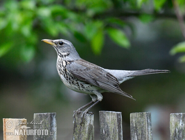 Drozd čvíkotavý (Turdus pilaris)