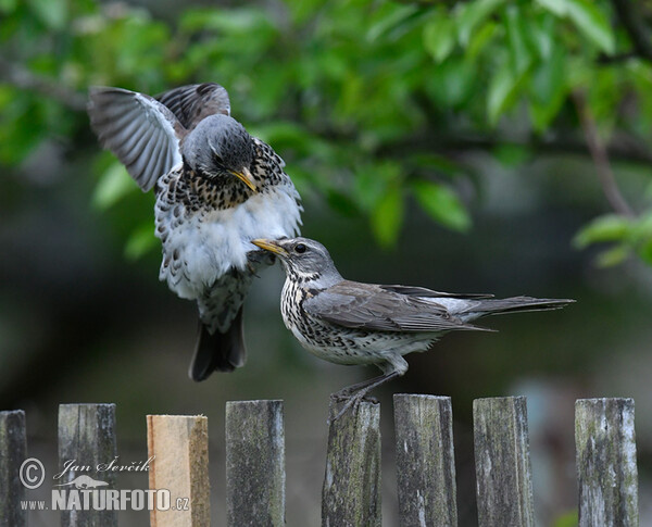 Drozd čvíkotavý (Turdus pilaris)