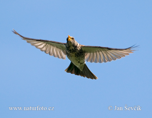 Drozd čvíkotavý (Turdus pilaris)