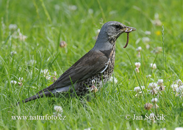 Drozd čvíkotavý (Turdus pilaris)