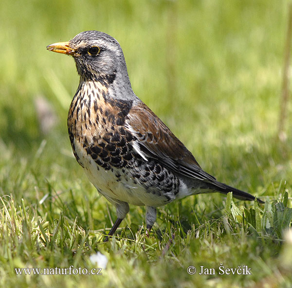 Drozd čvíkotavý (Turdus pilaris)