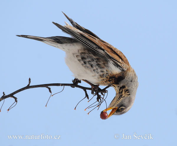 Drozd čvíkotavý (Turdus pilaris)