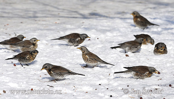 Drozd čvíkotavý (Turdus pilaris)