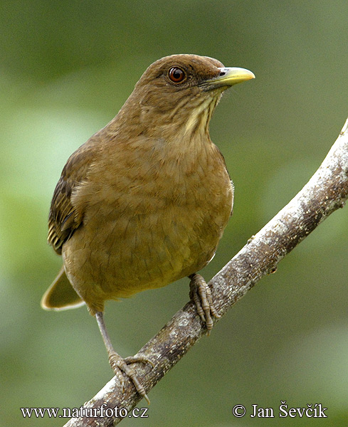 Drozd Grayov (Turdus grayi)