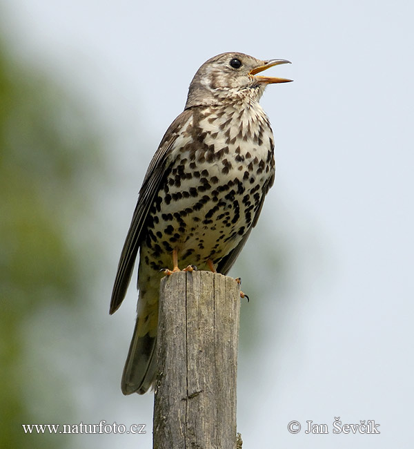 Drozd trskotavý (Turdus viscivorus)