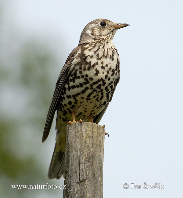 Drozd trskotavý (Turdus viscivorus)