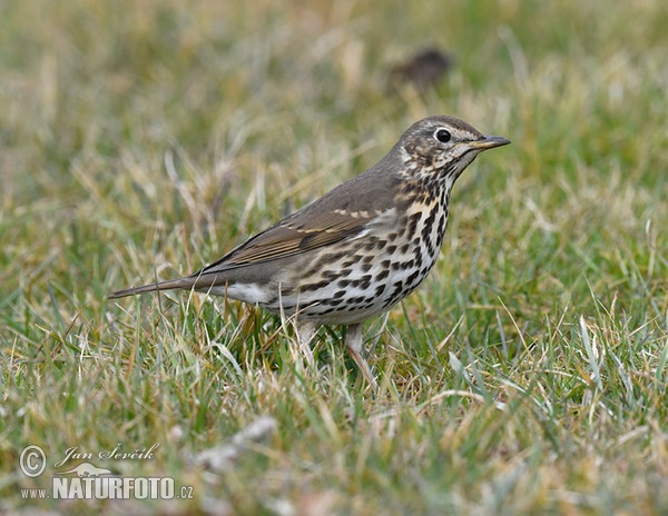 Drozd zpěvný (Turdus philomelos)