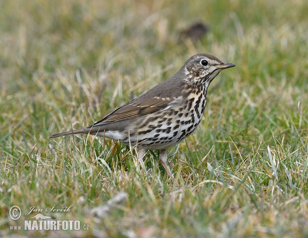 Drozd zpěvný (Turdus philomelos)