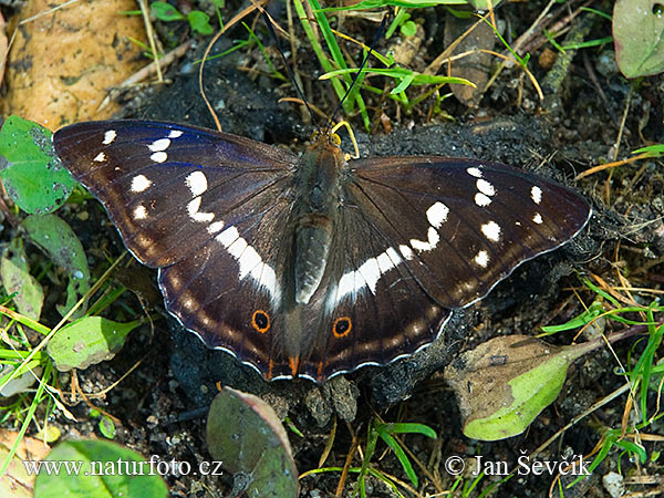 Dúhovec väčší (Apatura iris)