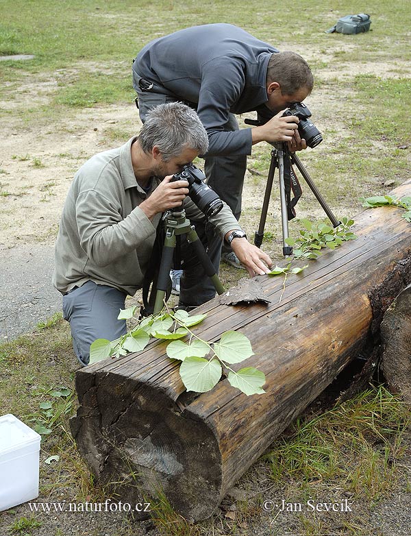 Fotografi (People)