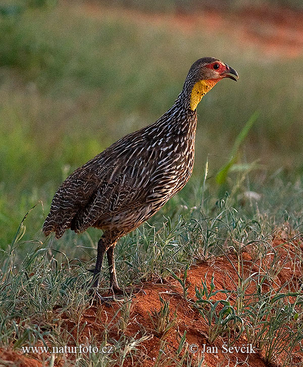 Frankolín žltohrdlý (Francolinus leucoscepus)