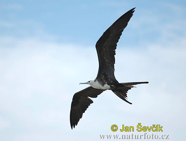 Fregata orlia (Fregata magnificens)