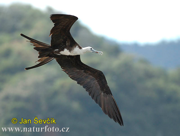 Fregata orlia (Fregata magnificens)