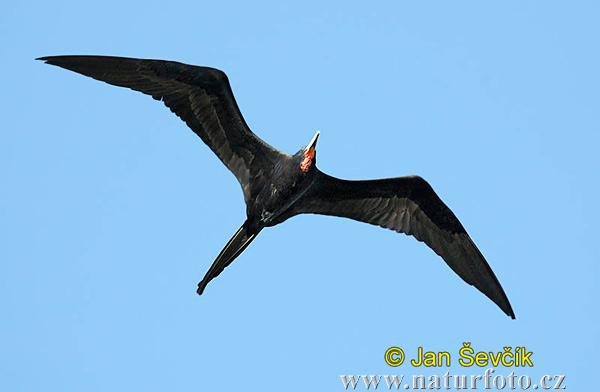 Fregata orlia (Fregata magnificens)