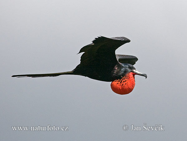 Fregata orlia (Fregata magnificens)