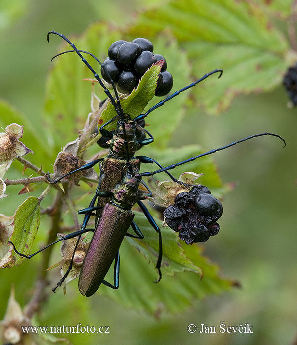 Fuzáč pižmový (Aromia moschata)