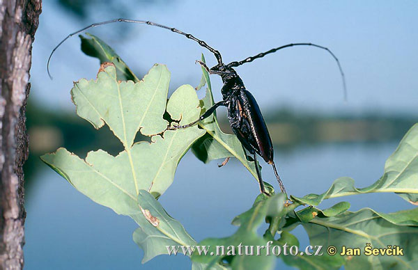 Fuzáč veľký (Cerambyx cerdo)