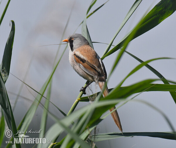 Fúzatka trstinová (Panurus biarmicus)