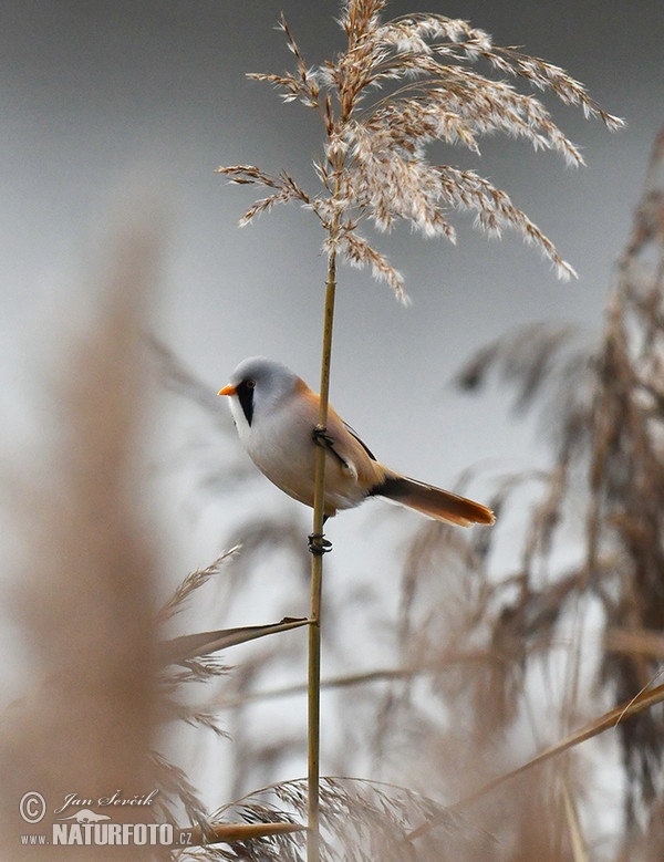 Fúzatka trstinová (Panurus biarmicus)