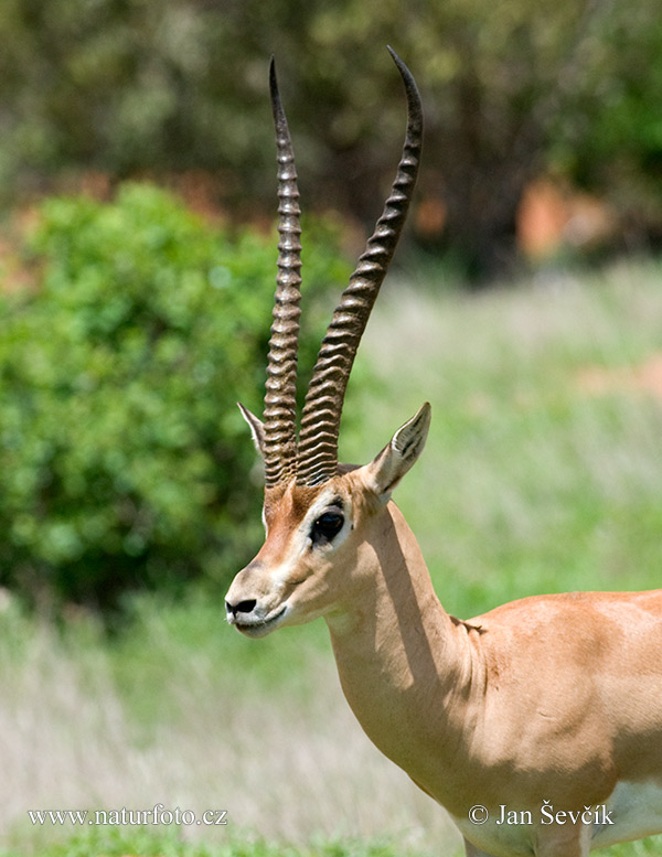 Gazela Grantova (Gazella granti)